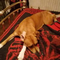 Cane Pitbull incrocioin vendita prezzo trattabile