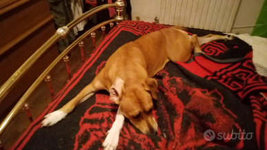 Cane Pitbull incrocioin vendita prezzo trattabile