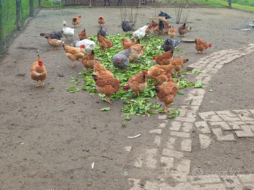 Galline e capponi rustici nostrani di campagna