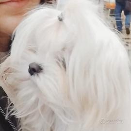 Cuccioli di Maltese Coreano