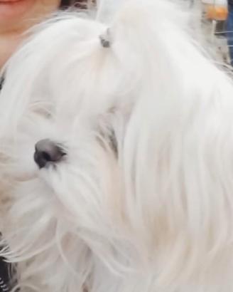 Cuccioli di Maltese Coreano