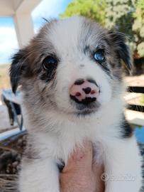 Border collie merle e neri e bianchi