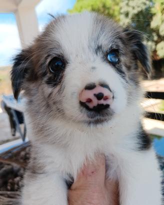 Border collie merle e neri e bianchi