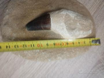 Dente di Mosasauro