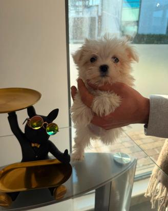 Maltese mini toy