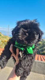 Shih tzu con pedigree