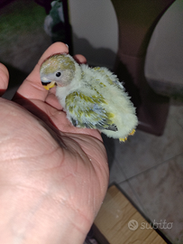 Pulli da imbecco di inseparabili