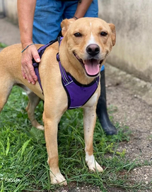 Filippo 8 anni di età, tutti vissuti in canile