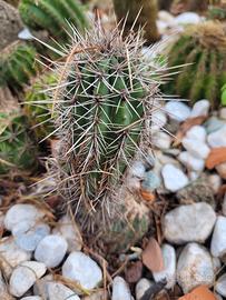 Echinocereus cactus