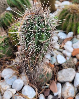 Echinocereus cactus