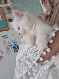 Gattino Persiano