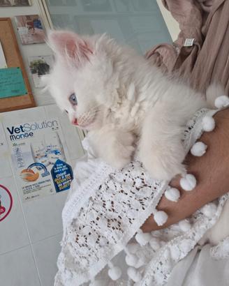 Gattino Persiano
