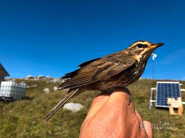 Tordi sasselli maschi