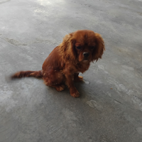 Cavalier King