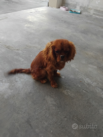 Cavalier King
