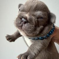 Maschietto bulldog francese