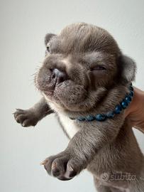 Maschietto bulldog francese
