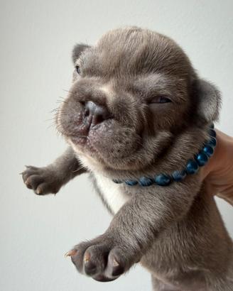Maschietto bulldog francese