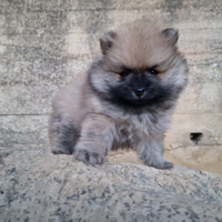 Pomerania, Spitz Tedeschi nano pedigree