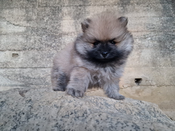 Pomerania, Spitz Tedeschi nano pedigree