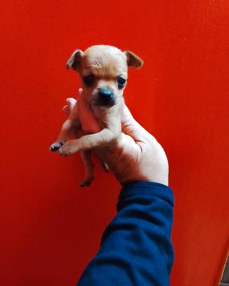 Chihuahua mini toy femminuccia