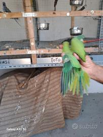Parrocchetti dal collare