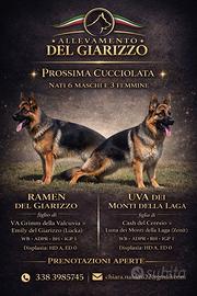 Cuccioli di Pastore Tedesco