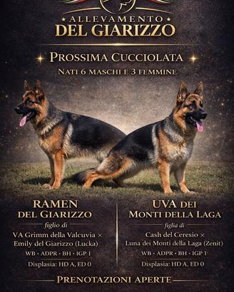 Cuccioli di Pastore Tedesco