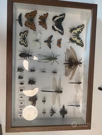 Cassetta entomologica