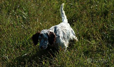 Setter Inglese Ambrofellis