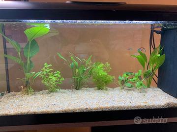 Acquario 
