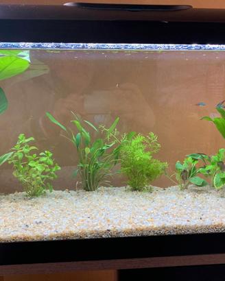 Acquario 