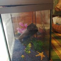 Acquario