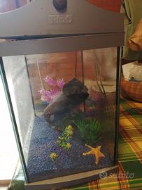 Acquario