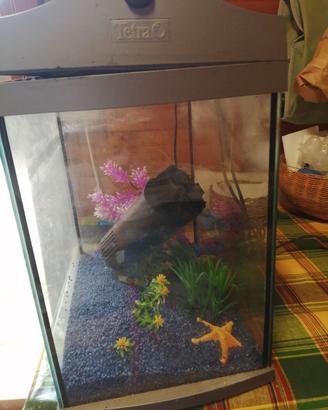 Acquario