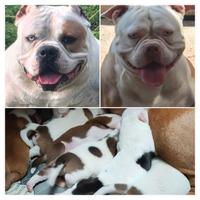 American bully standard