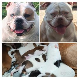 American bully standard