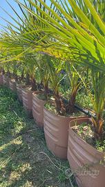 Palme vari tipo e dimensioni