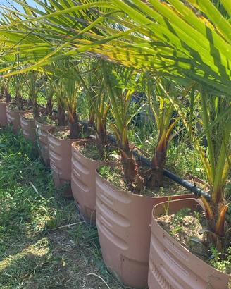 Palme vari tipo e dimensioni