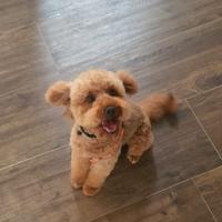 Barboncino Red per accoppiamento