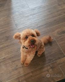 Barboncino Red per accoppiamento