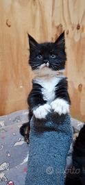 Cucciola Maine Coon con Pedigree