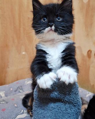 Cucciola Maine Coon con Pedigree