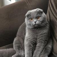 Stallone Scottish Fold monta