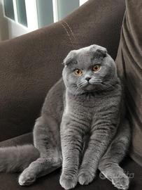 Stallone Scottish Fold monta