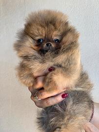 Pomerania mini mini