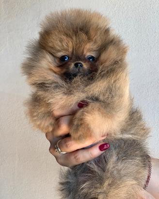 Pomerania mini mini
