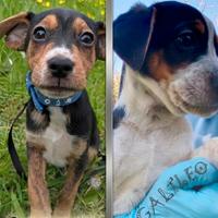 Cuccioli meravigliosi