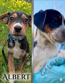 Cuccioli meravigliosi