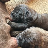 Cuccioli cane corso